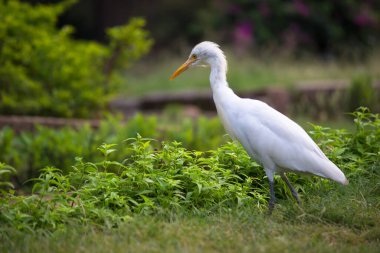 Böcek Egret ya da Heron olarak bilinen Bubulcus Ibis 'in portresi Böcek ve haşere için bitkilerin yakınında sıkıca duruyordu
