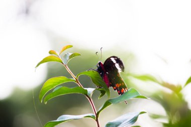 Papilio polytes, kırlangıç kelebeğin yaygın bir türüdür ve Asya 'da yaygın olarak bulunur. Bu kelebek, yenilemez kırmızı-gövdeli kırlangıç kuyruklarını taklit eden dişilerinin sayısız formları tarafından gösterilen taklitleriyle bilinir., 