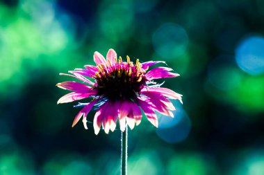  Gerbera ya da Gaillardia aristatası ya da battaniye çiçeği, tam çiçeklenen kırmızı sarı çiçek, Hindistan 'da bir halk parkında, yaygın bir battaniye çiçeği çiçeği., 