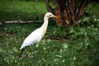 Böcek Egret ya da Heron olarak bilinen Bubulcus Ibis 'in portresi Böcek ve haşere için bitkilerin yakınında sıkıca duruyordu