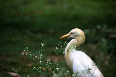 Egret ya da Heron olarak bilinen Bubulcus Ibis böceklerin ve böceklerin bitkilerinin yanında dimdik duruyordu.