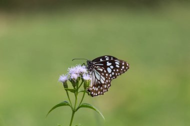 Mavi benekli süt otları kelebekleri ya da yabani otlar doğal ortamda çiçeklerle beslenen kelebekler, makro iğneler, kelebek bahçeleri., 