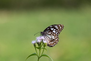 Mavi benekli süt otları kelebekleri ya da yabani otlar doğal ortamda çiçeklerle beslenen kelebekler, makro iğneler, kelebek bahçeleri., 