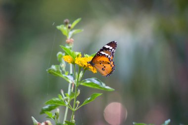 Danaus chrysippus, ya da bilinen adıyla sade kaplan, Afrika kraliçesi, Danainae, Asya 'da yaygın olarak görülen bir kelebek türüdür..