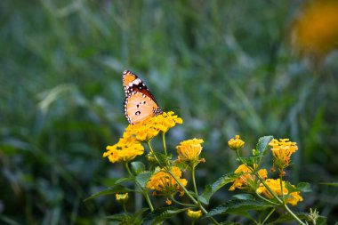 Danaus chrysippus, ya da bilinen adıyla sade kaplan, Afrika kraliçesi, Danainae, Asya 'da yaygın olarak görülen bir kelebek türüdür..