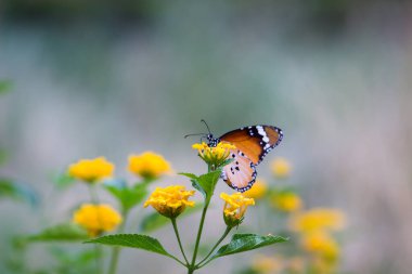 Danaus chrysippus, ya da bilinen adıyla sade kaplan, Afrika kraliçesi, Danainae, Asya 'da yaygın olarak görülen bir kelebek türüdür..