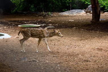 Güneşli kırmızı geyik, cervus elaphus, yaz doğasında kameraya bakan yeni boynuzlu geyik. Kopya alanı olan otçulları yan görüş alanından uyar. Kahverengi kürklü vahşi hayvan saman tarlasında gözcülük yapıyor.