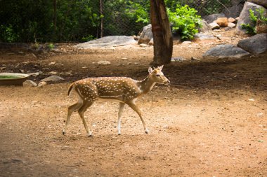 Güneşli kırmızı geyik, cervus elaphus, yaz doğasında kameraya bakan yeni boynuzlu geyik. Kopya alanı olan otçulları yan görüş alanından uyar. Kahverengi kürklü vahşi hayvan saman tarlasında gözcülük yapıyor.