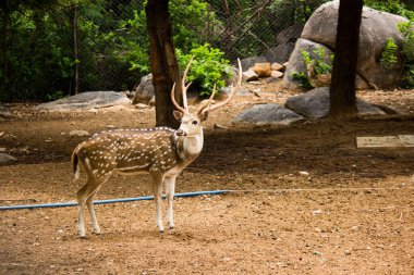 Güneşli kırmızı geyik, cervus elaphus, yaz doğasında kameraya bakan yeni boynuzlu geyik. Kopya alanı olan otçulları yan görüş alanından uyar. Kahverengi kürklü vahşi hayvan saman tarlasında gözcülük yapıyor.
