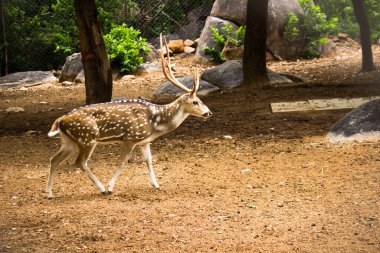 Güneşli kırmızı geyik, cervus elaphus, yaz doğasında kameraya bakan yeni boynuzlu geyik. Kopya alanı olan otçulları yan görüş alanından uyar. Kahverengi kürklü vahşi hayvan saman tarlasında gözcülük yapıyor.