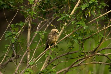 The pin-striped tit-babbler (Macronus gularis), also known as the yellow-breasted babbler, is a species of Old World babbler found in South and Southeast Asia.