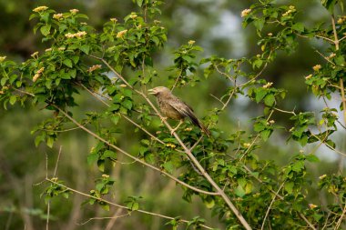 The pin-striped tit-babbler (Macronus gularis), also known as the yellow-breasted babbler, is a species of Old World babbler found in South and Southeast Asia.