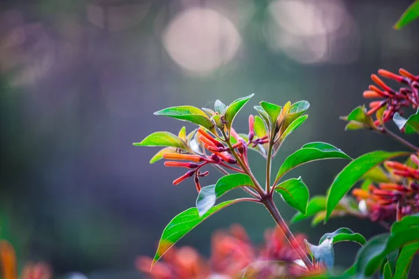 Los Racimos Prolíficos Flores Rojas Forma Estrella Florecen Desde Primavera — Foto de Stock