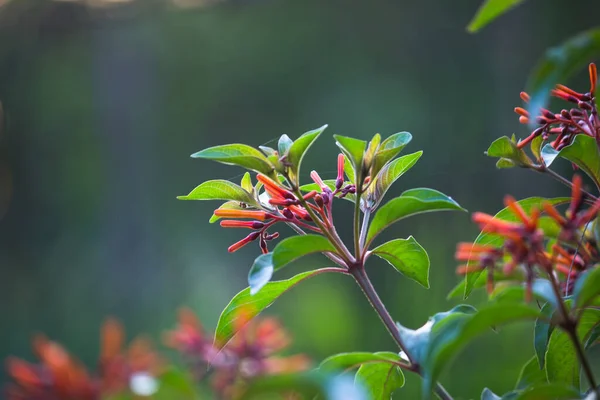 春から霜まで 屋外のコンテナや庭のベッドで成長すると 星型の花を咲かせます Ruby Glowは蜜が豊富な古い品種です — ストック写真