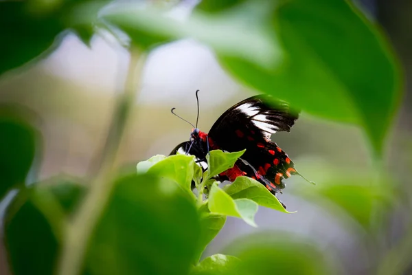 Papilio Polytes Mórmon Comum Uma Espécie Comum Borboleta Cauda Andorinha — Fotografia de Stock