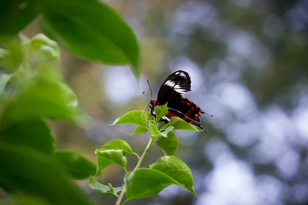 Papilio Polytes Pospolity Mormon Jest Pospolitym Gatunkiem Motyla Jaskółkoogonowego Szeroko — Zdjęcie stockowe