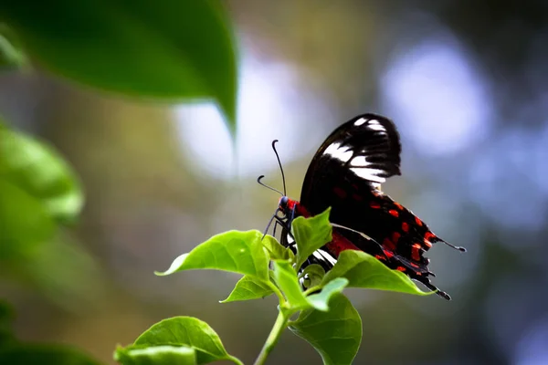 Papilio Polytes Pospolity Mormon Jest Pospolitym Gatunkiem Motyla Jaskółkoogonowego Szeroko — Zdjęcie stockowe