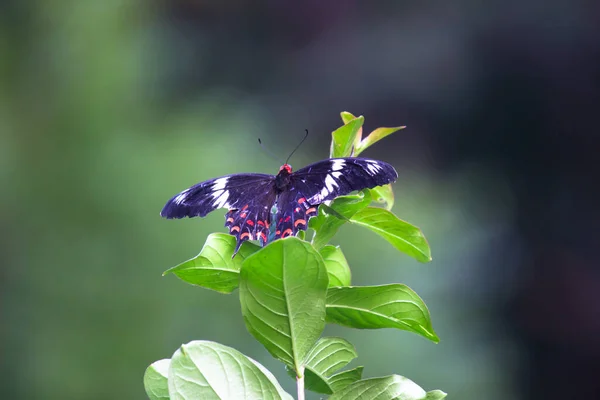 Papilio Polytes Kırlangıç Kelebeğin Yaygın Bir Türüdür Asya Yaygın Olarak — Stok fotoğraf