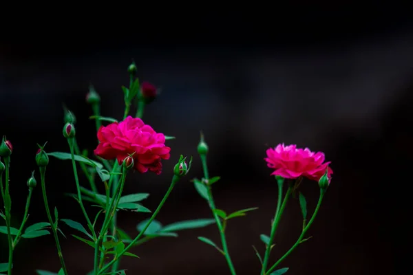 Uma Rosa Uma Planta Lenhosa Perene Gênero Rosa Família Rosaceae — Fotografia de Stock