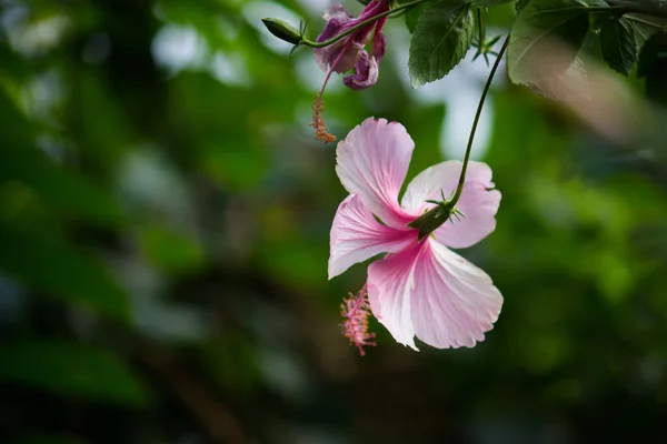 Gül Rengi Malvaceae Familyasından Güzel Hibiscus Çiçeği Hibiscus Rosa Sinensis — Stok fotoğraf