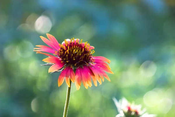 Gerbera Gaillardia Aristata Fiore Coperta Fiore Giallo Rosso Piena Fioritura — Foto Stock