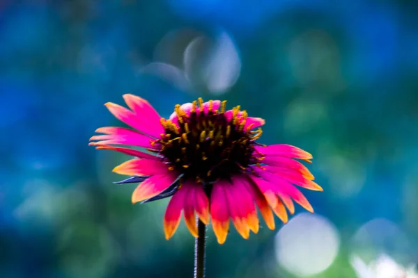 Gerbera Gaillardia Aristata Blanket Flower Red Yellow Flower Full Bloom — Stock Photo, Image