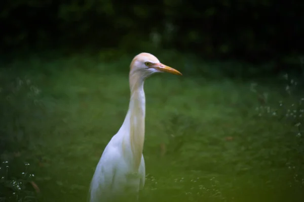 Egret Heron Olarak Bilinen Bubulcus Ibis Böceklerin Böceklerin Bitkilerinin Yanında — Stok fotoğraf