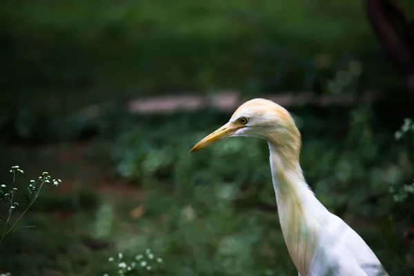 Bovinos Egret Heron Conhecido Como Bubulcus Ibis Firmemente Perto Das — Fotografia de Stock