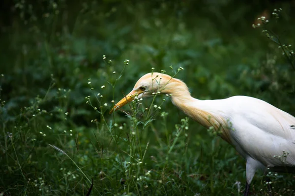 Bovinos Egret Heron Conhecido Como Bubulcus Ibis Firmemente Perto Das — Fotografia de Stock