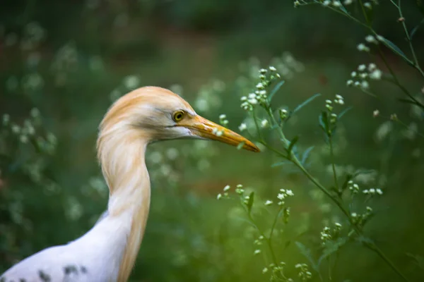 Nötkreatur Egret Eller Heron Eller Känd Som Bubulkus Ibis Stående — Stockfoto