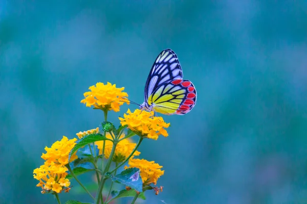 Delias Eucharis Jezebel Comum Uma Borboleta Pierida Tamanho Médio Descansando — Fotografia de Stock