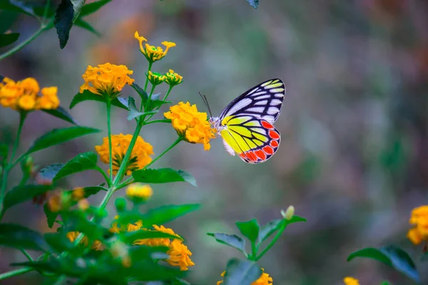 一般的なジェゼベルであるディーリアス ユーカリスは 花の植物に休息する中くらいの大きさの蝶です — ストック写真