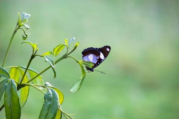 Hypolimnas Bolina Grande Berinjela Berinjela Comum Azul Lua Borboleta Descansando — Fotografia de Stock