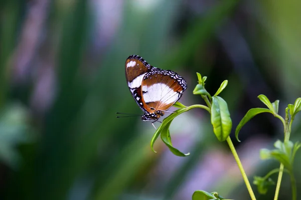 Hypolimnas Bolina Grand Aubergine Aubergine Commune Papillon Bleu Lune Reposant — Photo