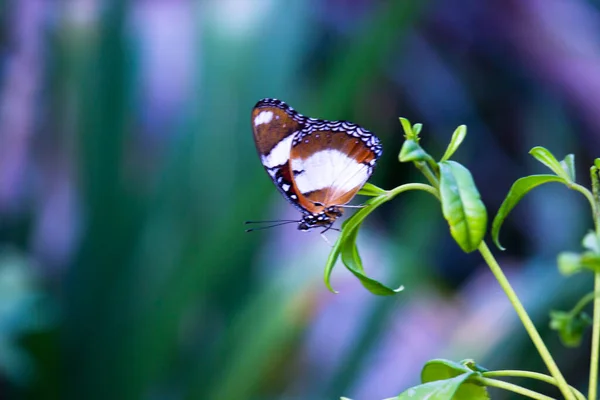 Hypolimnas Bolina Great Eggfly Common Eggfly Blue Moon Butterfly Resting — стоковое фото