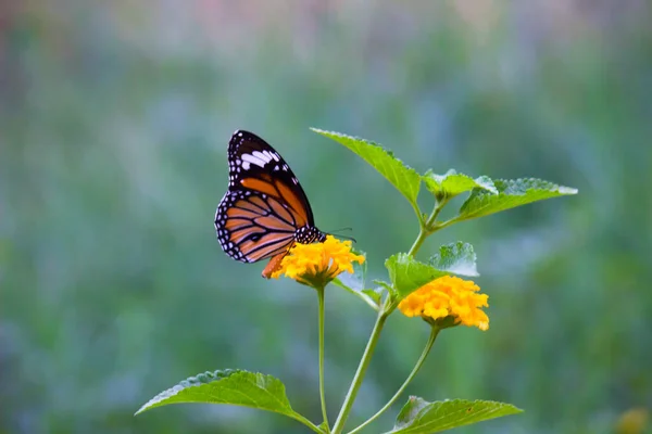 Images Papillons Beau Papillon Sur Fleurs Jaunes Cette Photo Contient — Photo