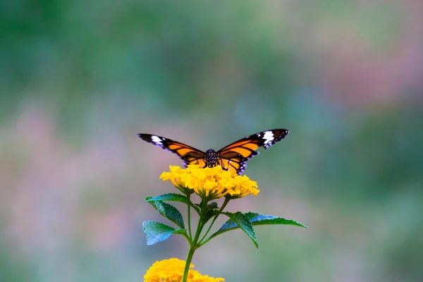蝴蝶的形象 黄色花朵上美丽的蝴蝶这张照片上有一只美丽的蝴蝶 翅膀在黄色的花朵上 一张漂亮可爱的最新的自然花卉照片 — 图库照片