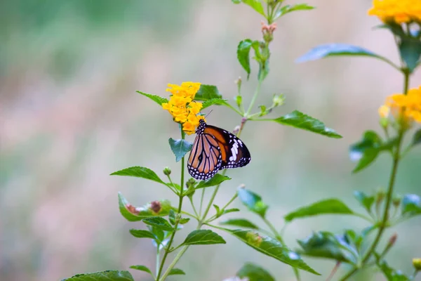 Images Papillons Beau Papillon Sur Fleurs Jaunes Cette Photo Contient — Photo