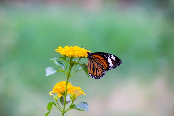 Schmetterlingsbilder Schöner Schmetterling Auf Gelben Blumen Dieses Foto Enthält Einen — Stockfoto