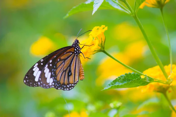 Schmetterlingsbilder Schöner Schmetterling Auf Gelben Blumen Dieses Foto Enthält Einen — Stockfoto