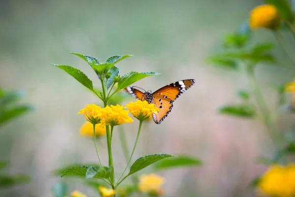 Danaus Chrysippus Également Connu Sous Nom Tigre Plaine Reine Africaine — Photo