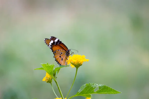 Danaus Chrysippus Bilinen Adıyla Sade Kaplan Afrika Kraliçesi Danainae Asya — Stok fotoğraf