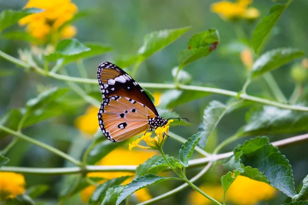 Danaus Chrysippus Également Connu Sous Nom Tigre Plaine Reine Africaine — Photo