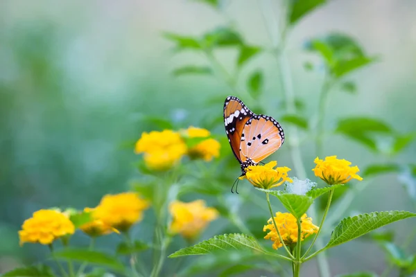 Danaus Chrysippus Également Connu Sous Nom Tigre Plaine Reine Africaine — Photo