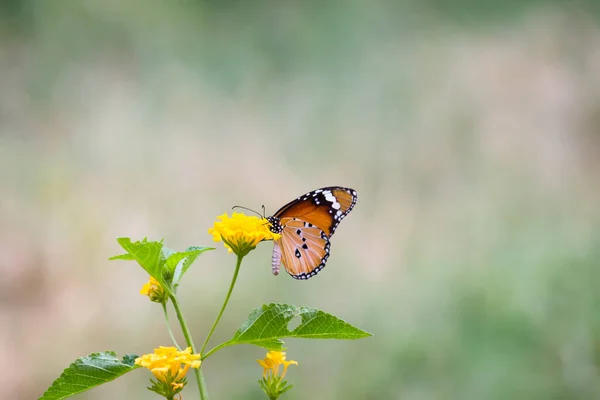 Danaus Chrysippus Également Connu Sous Nom Tigre Plaine Reine Africaine — Photo