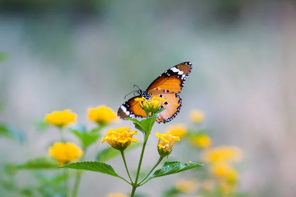 Danaus Chrysippus Also Known Plain Tiger African Queen African Monarch — Stock Photo, Image