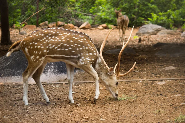Güneşli kırmızı geyik, cervus elaphus, yaz doğasında kameraya bakan yeni boynuzlu geyik. Kopya alanı olan otçulları yan görüş alanından uyar. Kahverengi kürklü vahşi hayvan saman tarlasında gözcülük yapıyor.