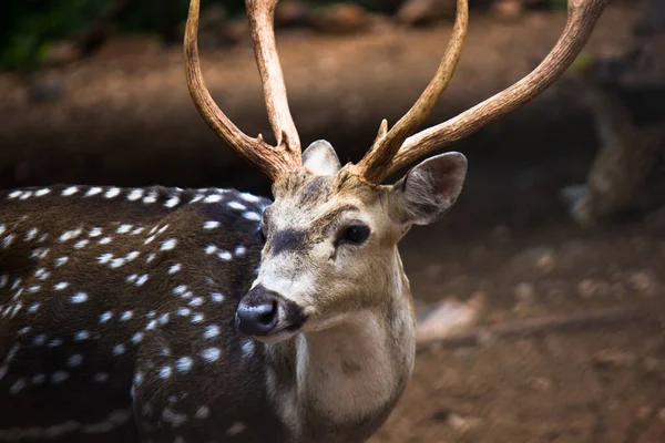 Ciervo Rojo Iluminado Por Sol Cervus Elaphus Ciervo Con Nuevas — Foto de Stock