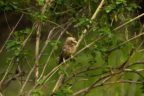 Pin Striped Tit Babbler Macronus Gularis Also Known Yellow Breasted — Zdjęcie stockowe