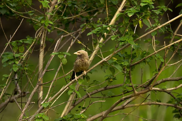 Macronus Gularis Cunoscut Sub Numele Babbler Pieptul Galben Este Specie — Fotografie, imagine de stoc